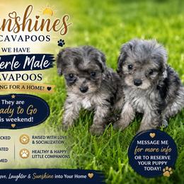 Blue Merle - Merle male Cavapoo puppy in Harrah, Oklahoma from Sunshines Pomeranians & Cavapoos
