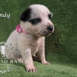 Wendy - Blue female Australian Cattle Dog puppy in Silsbee, Texas from Rockin ND Ranch