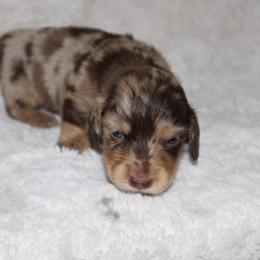 Daffy - Dapple male Dachshund puppy in Paris, Texas from Kuttin’ Up Mini Aussies