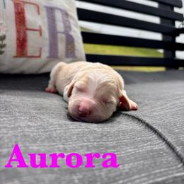 Aurora - Parti female Goldendoodle puppy in Greenville, North Carolina from ENC Goldendoodles