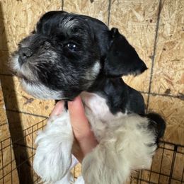 Girl 1 - Parti female Miniature Schnauzer puppy in Decatur, Texas from Virgil Farms