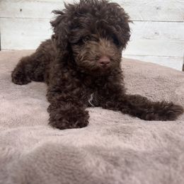 Aussiedoodle, Goldendoodle, and Poodle Puppies from Designer Doodles