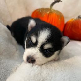 NOVA - Black and white female Pomsky puppy in Mount Sterling, Kentucky from SnowBears Pomsky Ranch