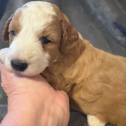 Albus - Apricot male Goldendoodle puppy in Kearneysville, West Virginia from Daydreamer
