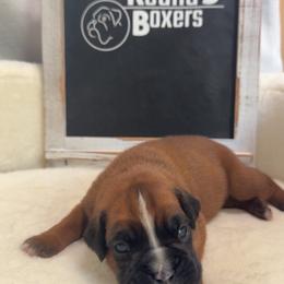 Boxer Puppies from Round 3 Boxers