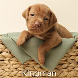 Kingman (black collar) - Golden rust male Vizsla puppy in Alvord, Texas from Tequila Kennels