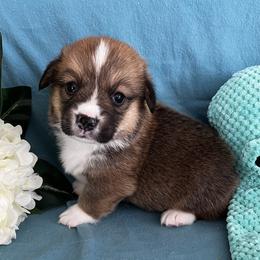 Male 2 - Sable male Pembroke Welsh Corgi puppy in Moundville, Alabama from Cartee Corgis - Debi Cartee Mills