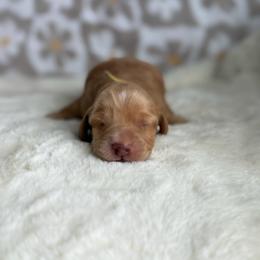 Maverick - Red male Dachshund puppy in Morristown, Tennessee from Hillside Hounds