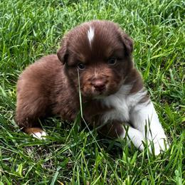 Twix - Red tri-color male Australian Shepherd puppy in Hubbard, Texas from Poston Paddock Aussies LLC
