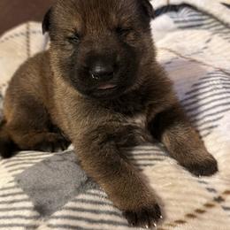 Biscuit - Sable male German Shepherd puppy in Ashland, Alabama from CzechDDR