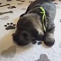Lime Ribbon Girl - Salt and pepper female Miniature Schnauzer puppy in Floyd, Virginia from Little River Puppies