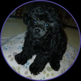 Leigha - Black female Poodle puppy in Templeton, Pennsylvania from Precious Poodle Babies