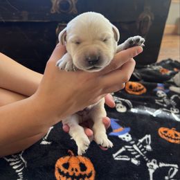 Boy 5 - Yellow male Labrador Retriever puppy in Harpers Ferry, Iowa from Jones Family Labs