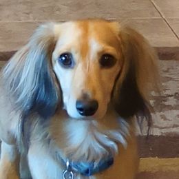 Samson - Dachshund