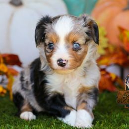 Pugsley - Blue merle male Toy Australian Shepherd puppy in Granbury, Texas from Best Little Aussies