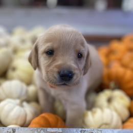 Labrador Retriever Puppies from Spring Water Labs of the Carolinas