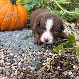 Kabetogama Lake - Red tri male Miniature Australian Shepherd puppy in Priest River, Minnesota from Offgrid Aussies
