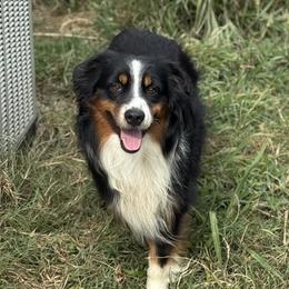 Snipps - Miniature Australian Shepherd