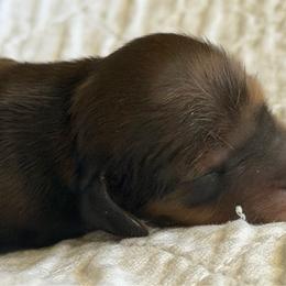 Marvin - Red male Dachshund puppy in Oregon from SoCo Dachshunds