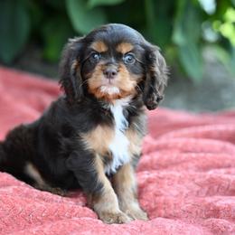 Boots - Chocolate male Cavalier King Charles Spaniel puppy in Sugarcreek, Ohio from Chocolate Cavalier
