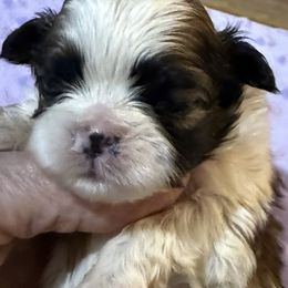 Harrison - Red and white male Shih Tzu puppy in Corpus Christi, Texas from Pam Crump Shih Tzu