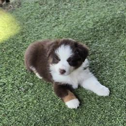 Boy 8 - Red tri male Miniature Australian Shepherd puppy in Ola, Arkansas from Peaceful Acres