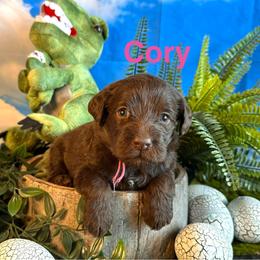 Cory - Chocolate female Labradoodle puppy in Chelan, Washington from North Cascades Doodles