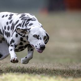 Dalmatians from First State Dalmatians