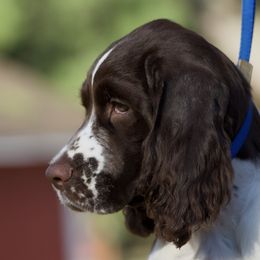 English Springer Spaniel Puppies from Epoch English Springer Spaniels