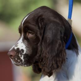 English Springer Spaniel Puppies from Epoch English Springer Spaniels