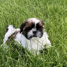 Riley - Red and white female Shih Tzu puppy in Silver Lake, Oregon from Bling Shih Tzu