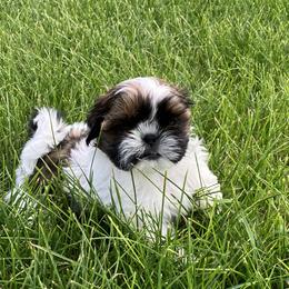 Riley - Red and white female Shih Tzu puppy in Silver Lake, Oregon from Bling Shih Tzu