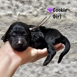 Cookie- Purple Collar - Black female Goldendoodle puppy in Bay City, Texas from Charming Doods