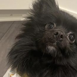 Pomeranians from Buffalo Pomeranians 716