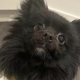 Pomeranians from Buffalo Pomeranians 716