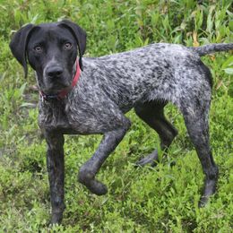 German Shorthaired Pointers and Labrador Retrievers from Rock Hollow Retrievers