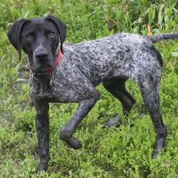 German Shorthaired Pointers and Labrador Retrievers from Rock Hollow Retrievers