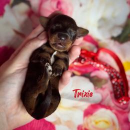 Dachshund Puppies from Royal Bloodline Canines