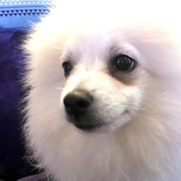Flash - White Pomeranian puppy in Missouri from Saint Louis Pomeranian babies