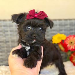 Tillie - Black female Yorkipoo puppy in Hardin, Texas from Oodlesoflildoodles