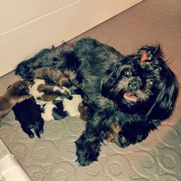 Shih Tzu Puppies from Mia AKC Shih Tzus