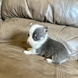 Blue boy 2 - Blue male Pembroke Welsh Corgi puppy in Clinton, Tennessee from High Hopes Farm