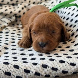 Bridger - Red male Cavapoo puppy in Preston, Idaho from Rocking JH Pup Co