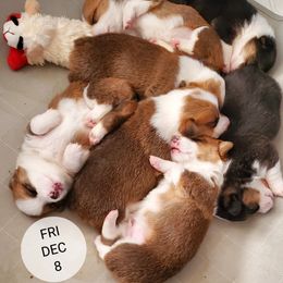 Pembroke Welsh Corgi puppies from Crystal's Pembroke Welsh Corgis