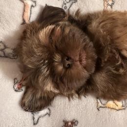 Hashbrown - Liver male Shih Tzu puppy in Kodak, Tennessee from Cutshall Babies