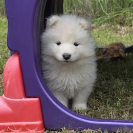 Samoyed Puppies from Limelight Samoyeds