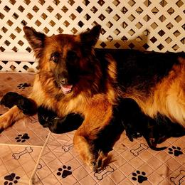 German Shepherd Puppies from Ewig Krieger Kennels