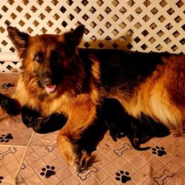 German Shepherd Puppies from Ewig Krieger Kennels