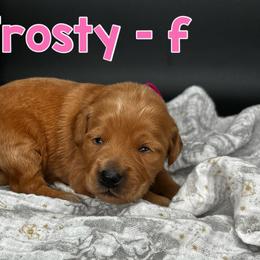 Frosty - Red  female Goldendoodle puppy in Lake City, Florida from North Florida Poodles and Doodles