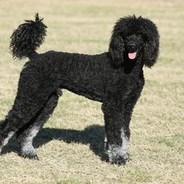 Baron - Poodle